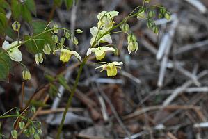 2025-04246560 Acton Arboretum, MA